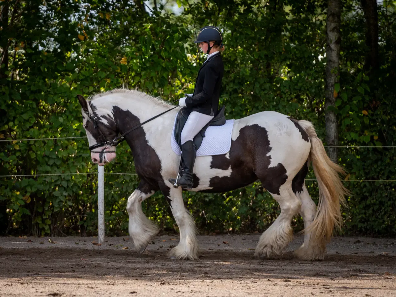 Billede 1 - Smuk tinker hoppe 