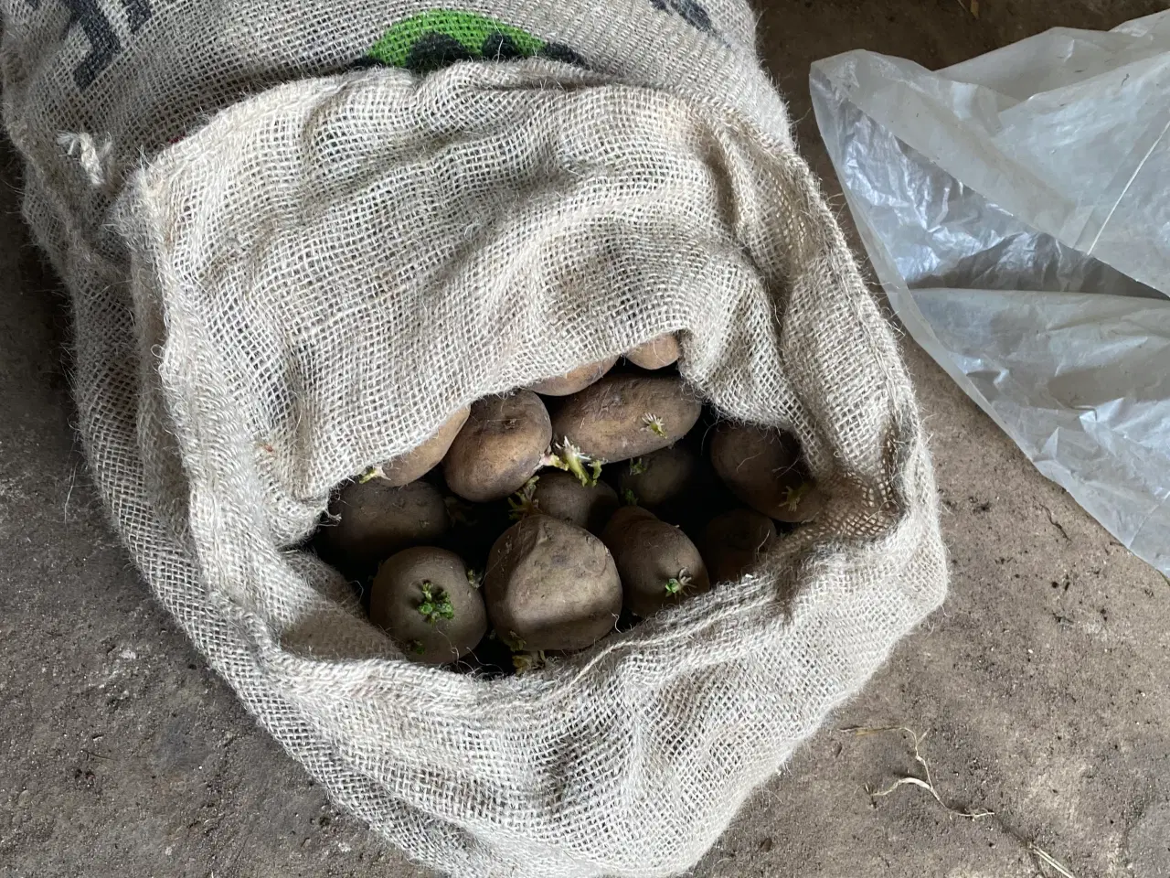 Billede 2 - Læggekartofler -økologiske - billige -overskud
