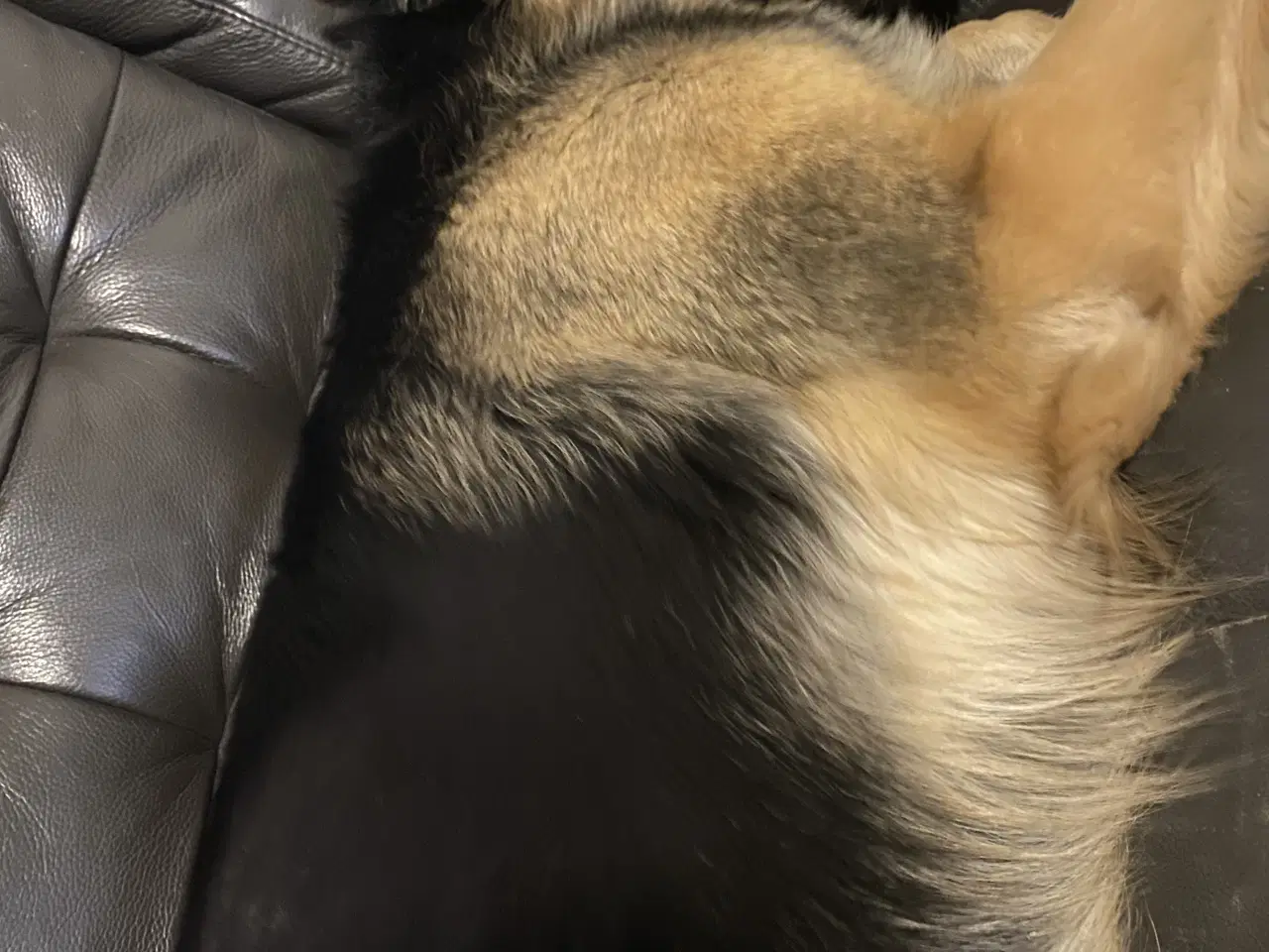 Billede 6 - Schæferhund tæve søger nyt hjem