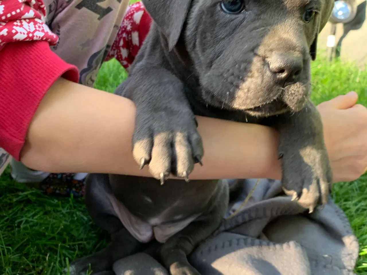 Billede 5 - Cane Corso Italiano hvalpe