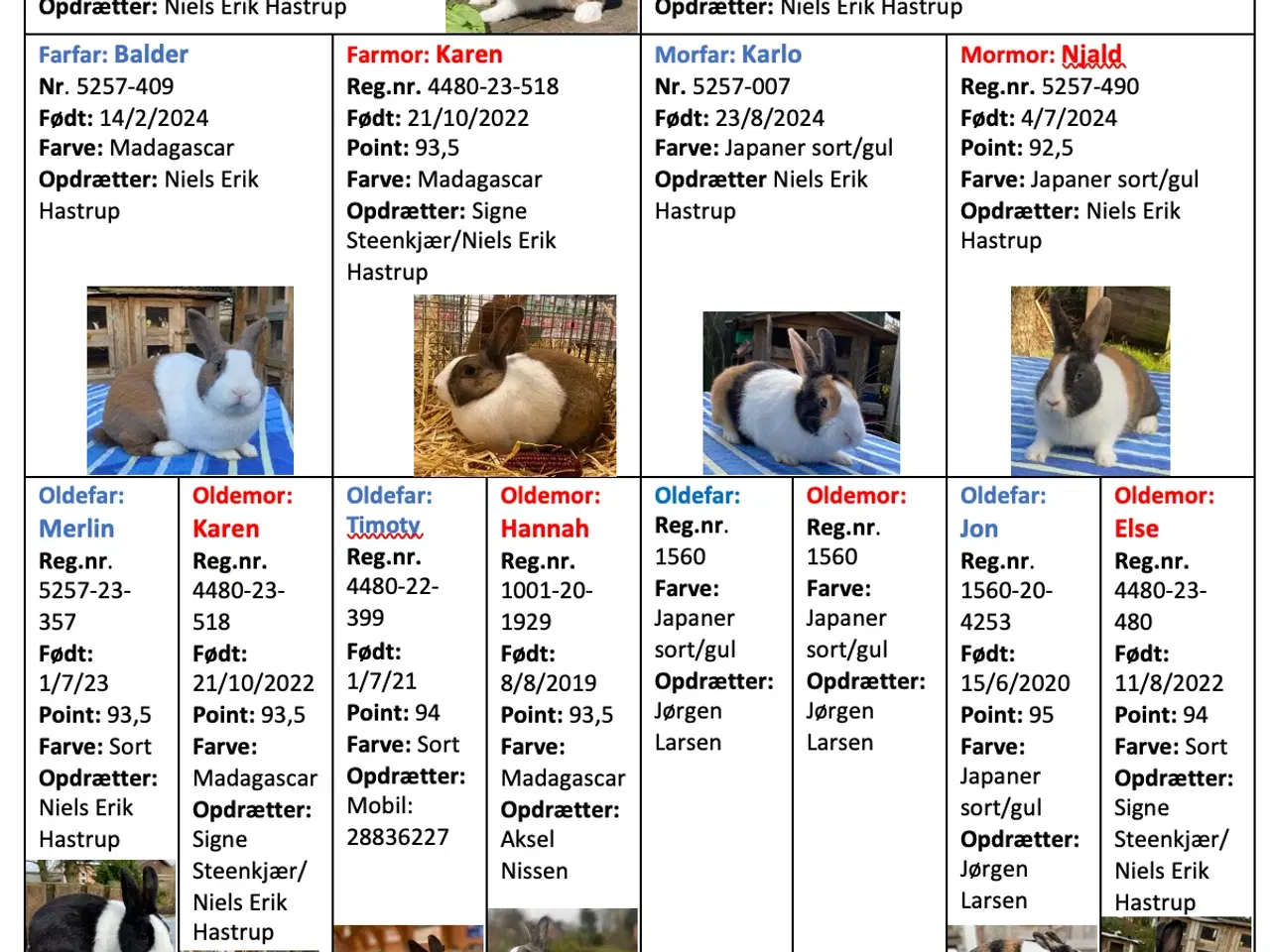 Billede 6 - HOLLÆNDER JAPANER SORT/GUL