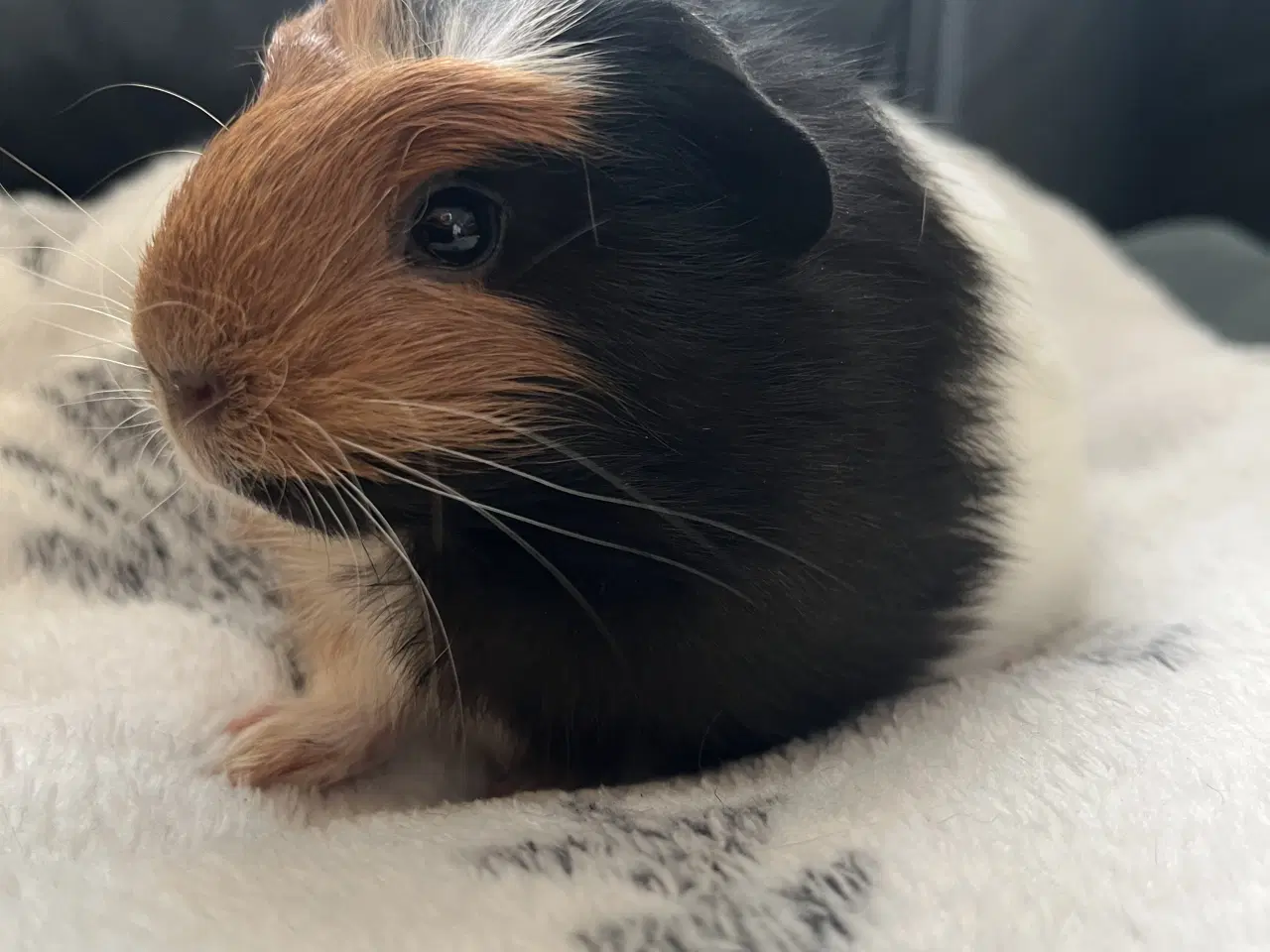 Billede 2 - Marsvin