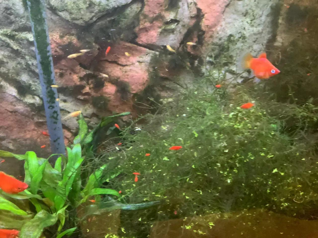 Billede 4 - Platy koralrød ungfisk