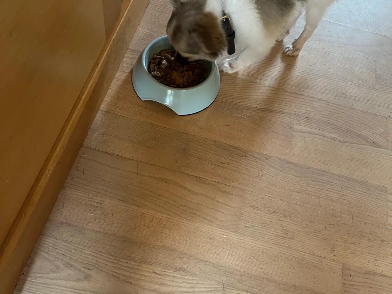 Billede 4 - 2 hygge hunde mor og søn