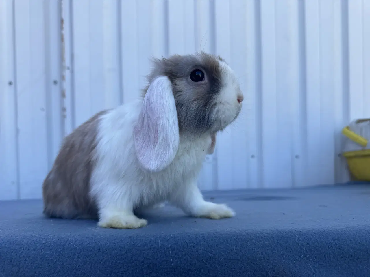 Billede 2 - Salgsklare Dværgvædder Hunkaniner 🐰