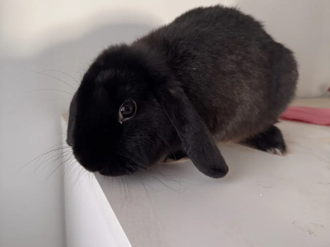 Billede 2 - Coco søger et nyt kærligt hjem 