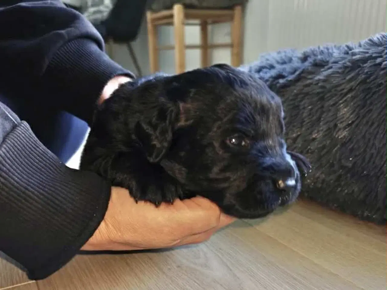 Billede 2 - Golden / Labrador hvalpe