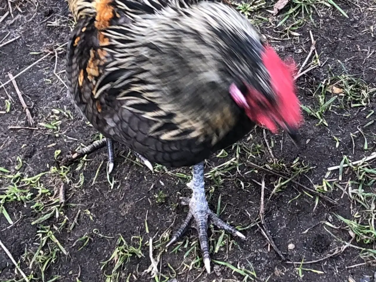 Billede 1 - Dværghaner fra 2025