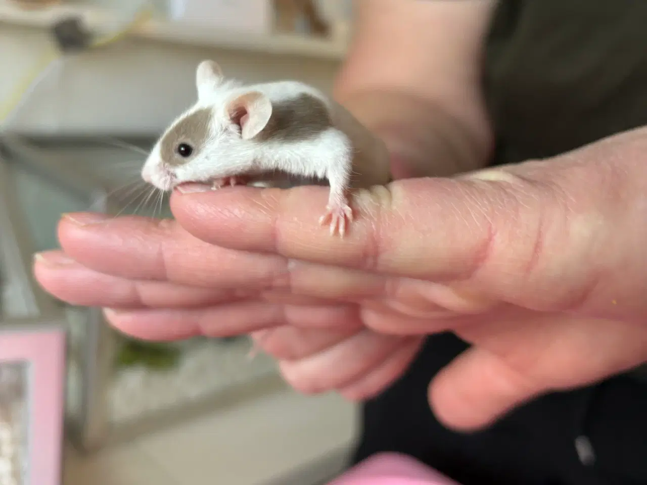 Billede 1 - Flerfarvede/plettede mus