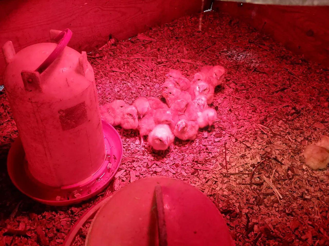 Billede 1 - New Hampshire kyllinger sælges