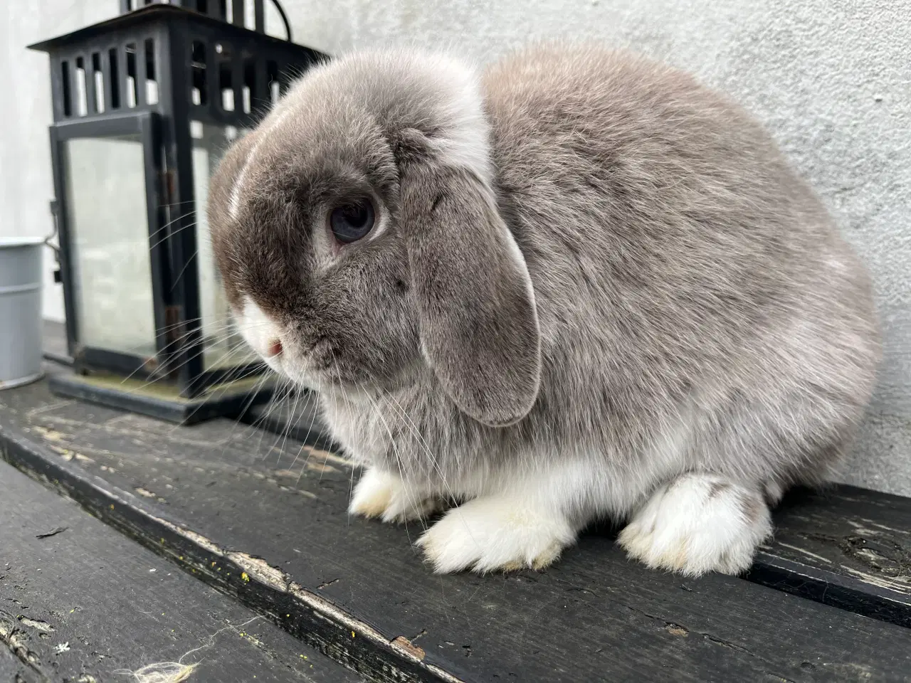 Billede 4 - Minilop hun 