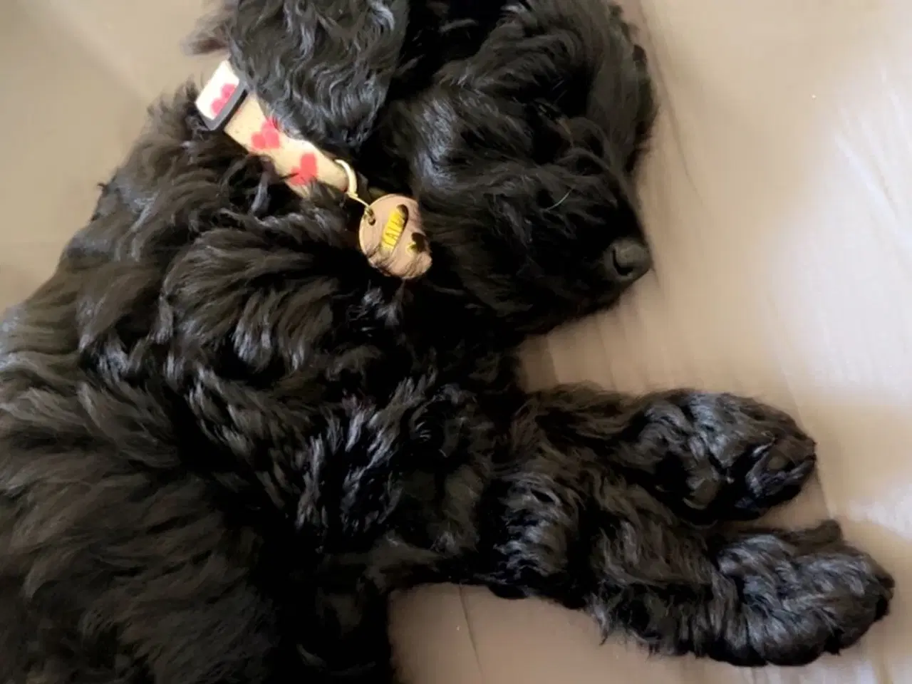 Billede 2 - Goldendoodle/dværgpuddel hvalpe