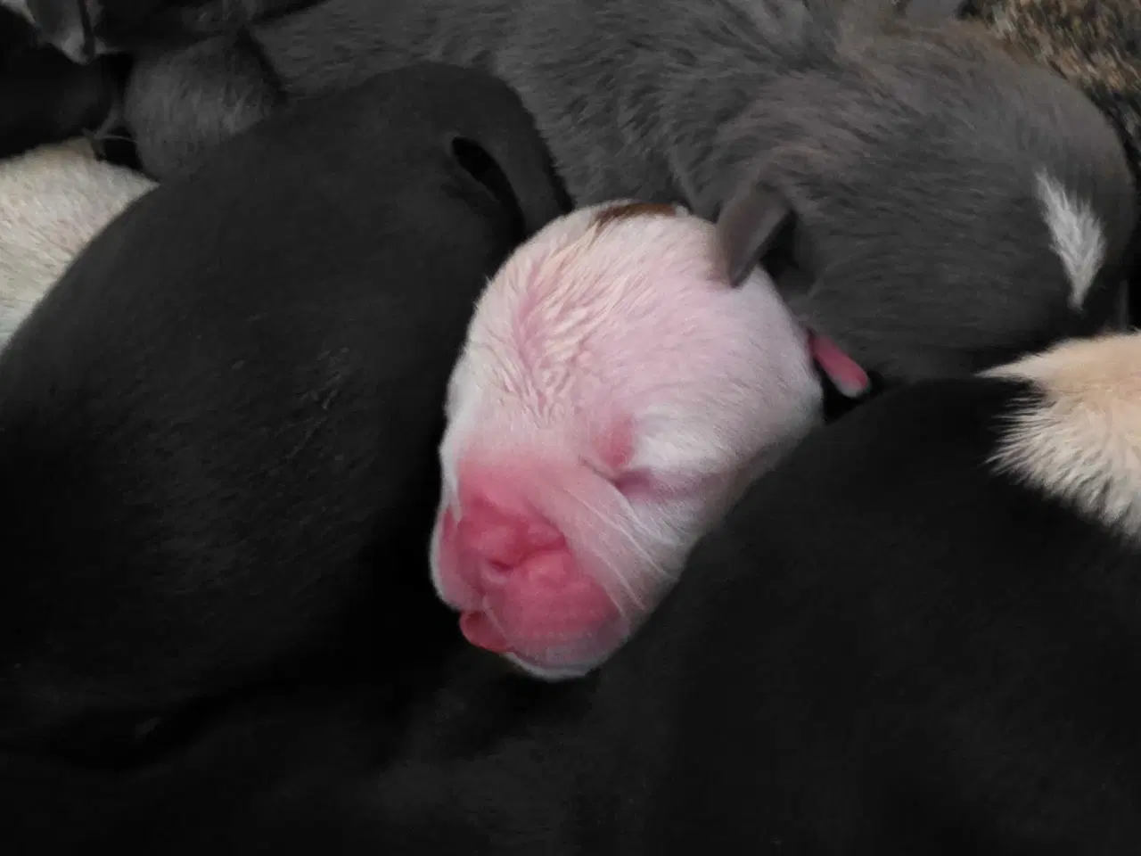 Billede 4 - Old english bulldog 