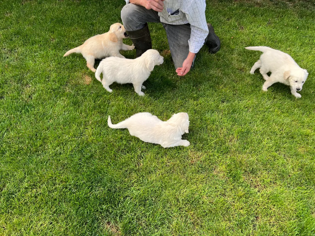 Billede 6 - Golden retriever hvalpe sælges