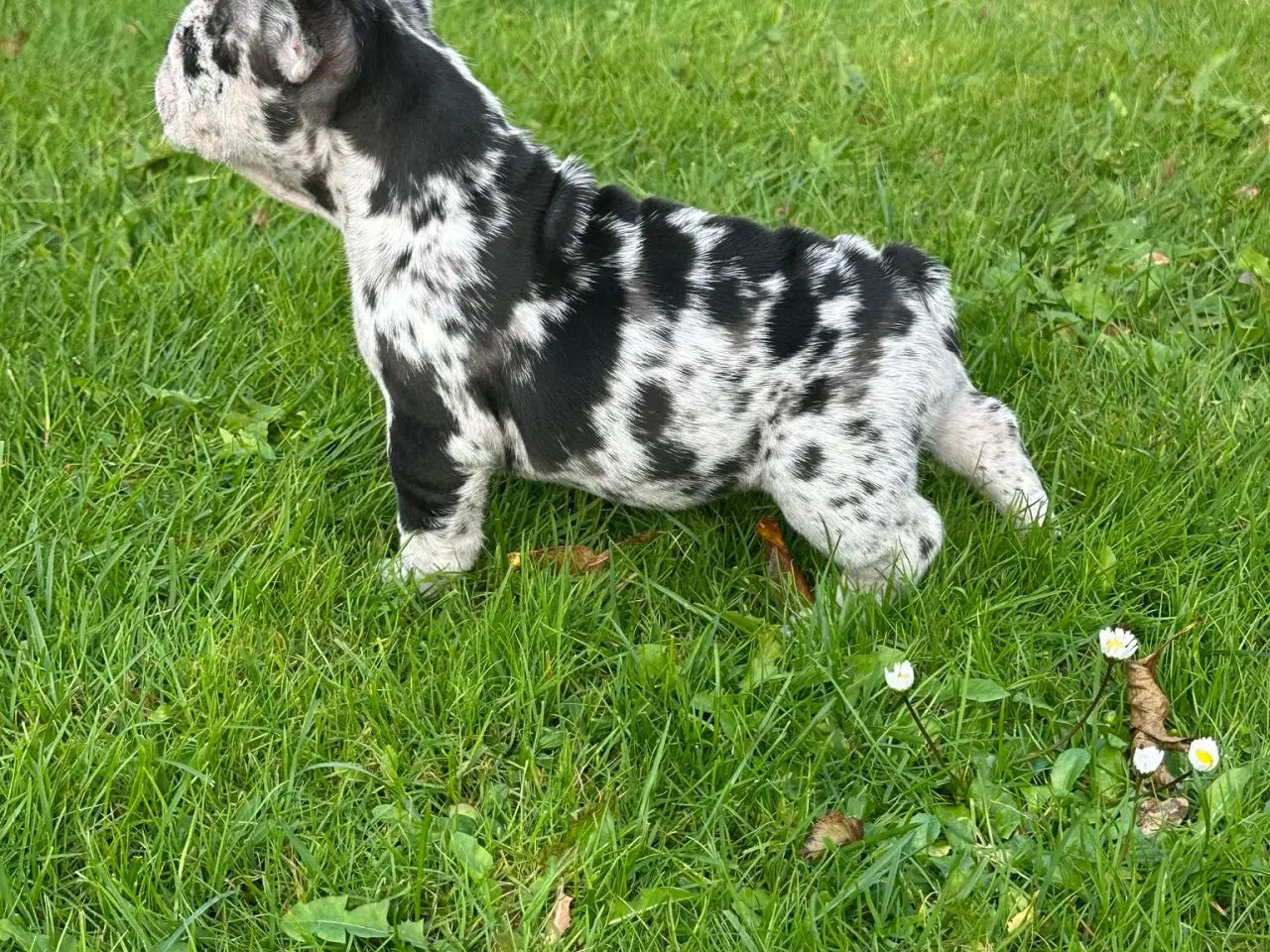 Billede 6 - Fransk bulldog Blå/Merle