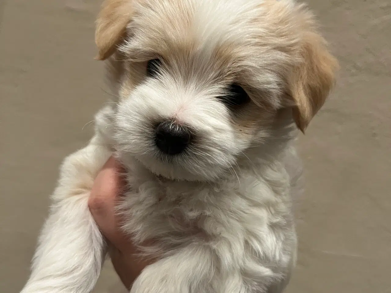 Billede 2 - Lækre hvalpe drenge