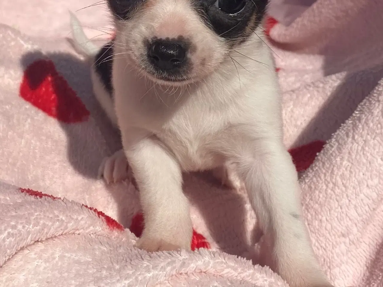 Billede 2 - Små, Superskønne pomchi hvalpe sælges