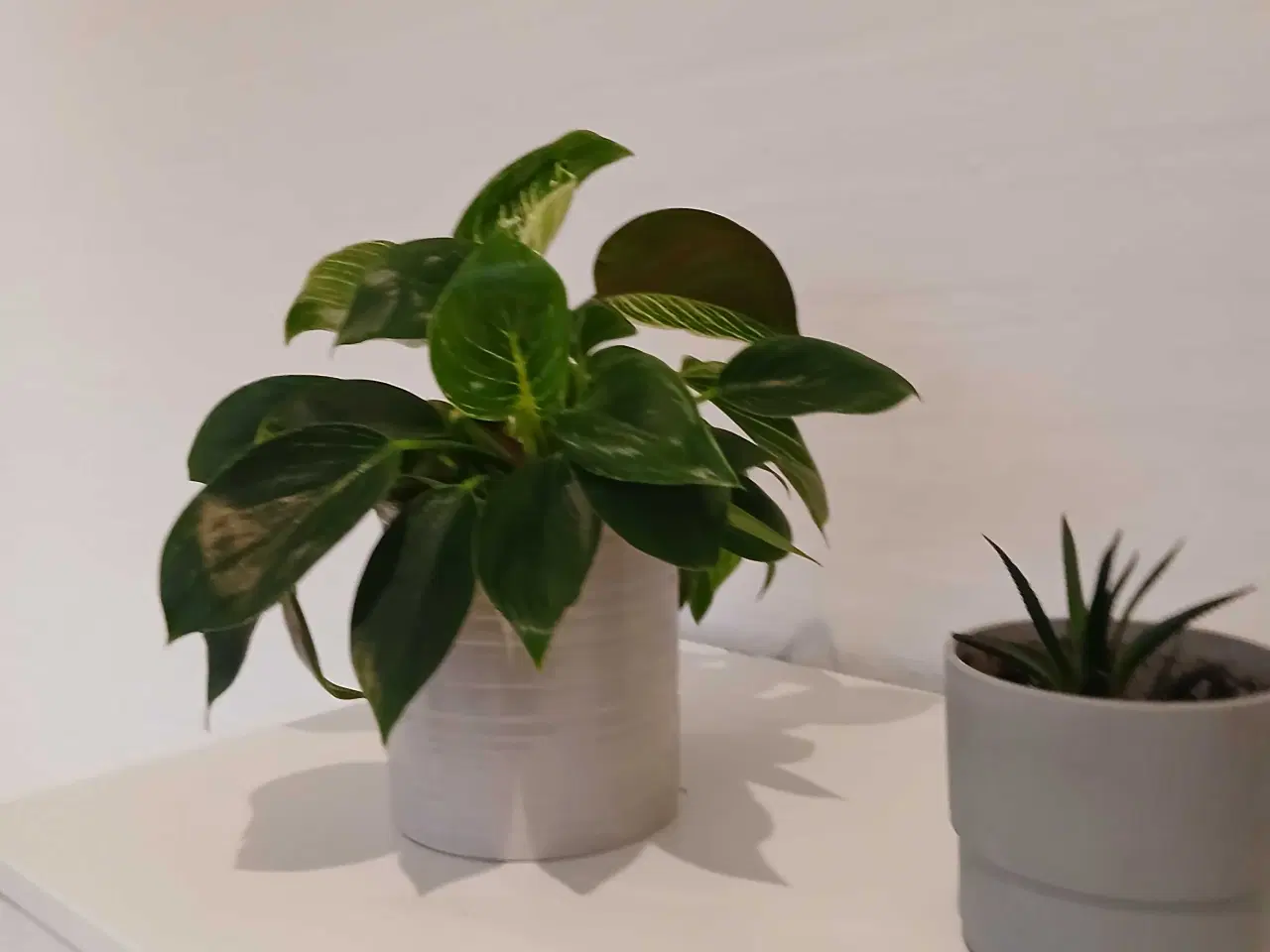 Billede 14 - Diverse planter og krukker