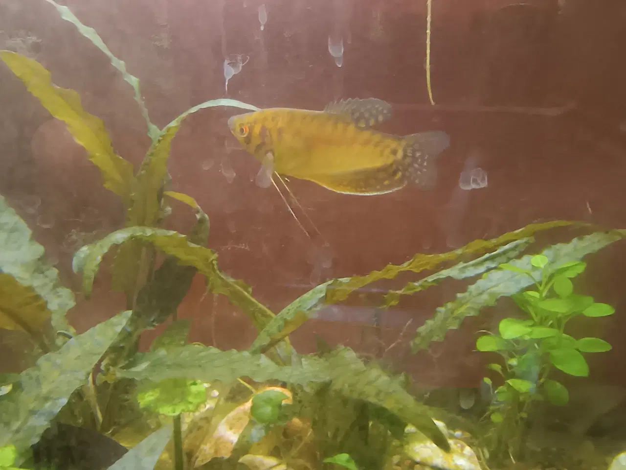 Billede 1 - Guld gurami