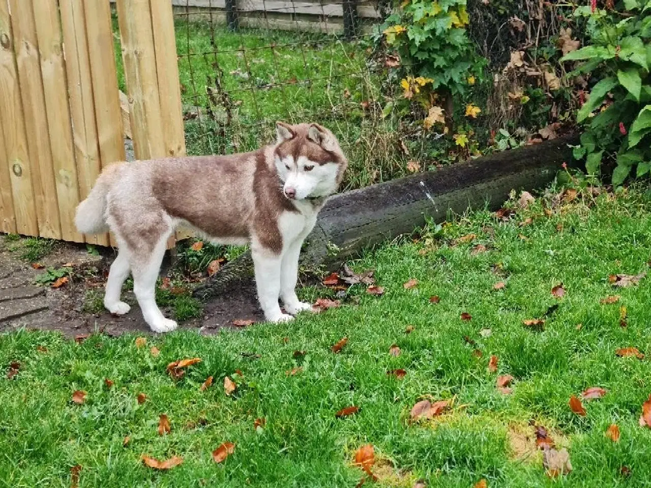 Billede 2 - Dejlig husky pige på 3 år søger nyt hjem