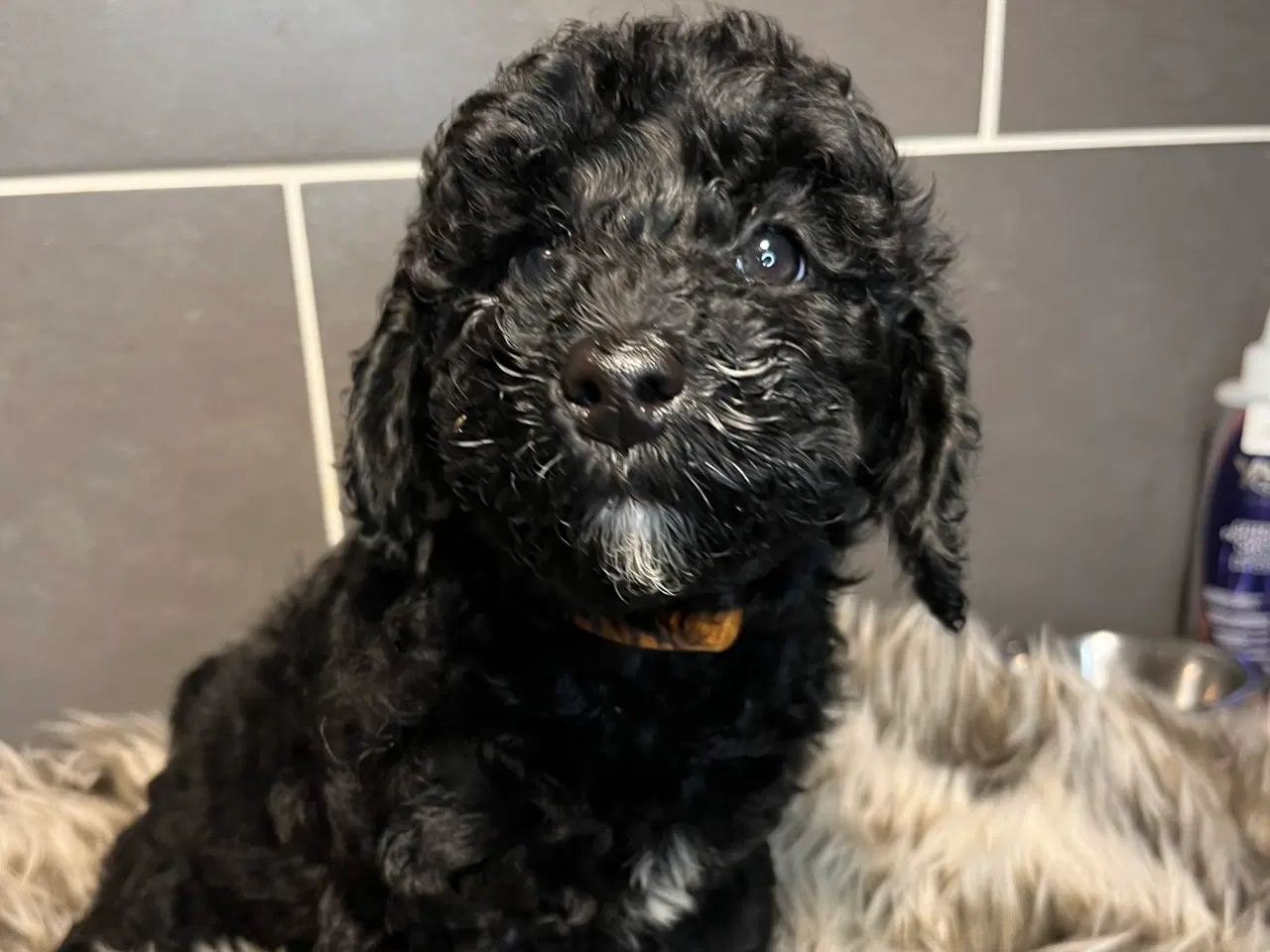 Billede 1 - Rejseklar! Skøn lille Labradoodle pige 