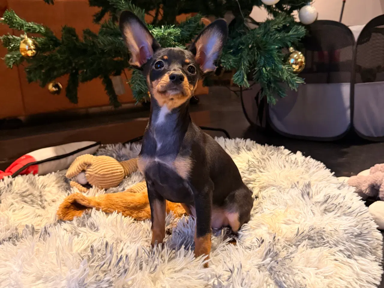 Billede 3 - Lille Hundehvalp 