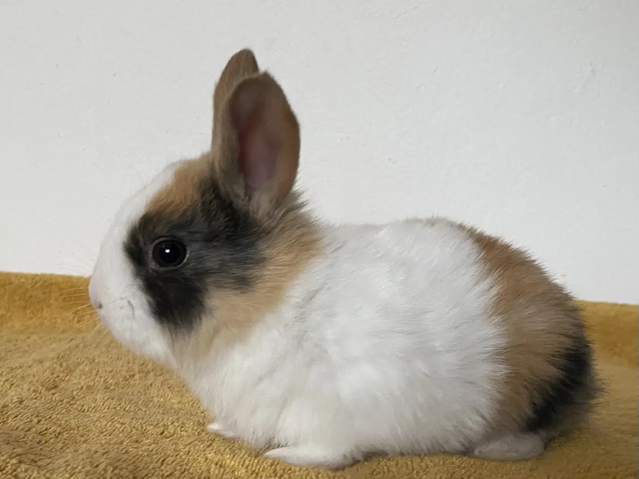 Billede 1 - HOLLÆNDER HAN JAPANER SORT/GUL