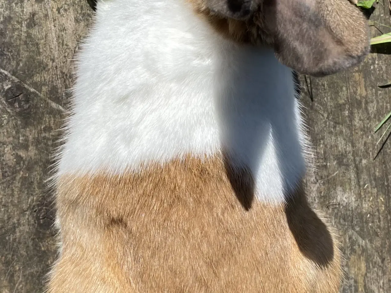 Billede 2 - AVLSKLAR HOLLÆNDER HAN MADAGASCAR