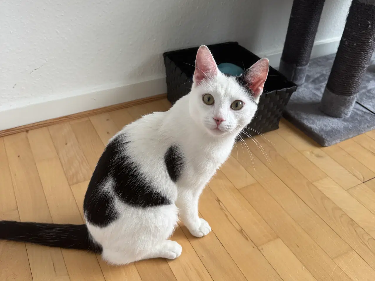 Billede 1 - Ung hankat på 10 mdr søger hjem.