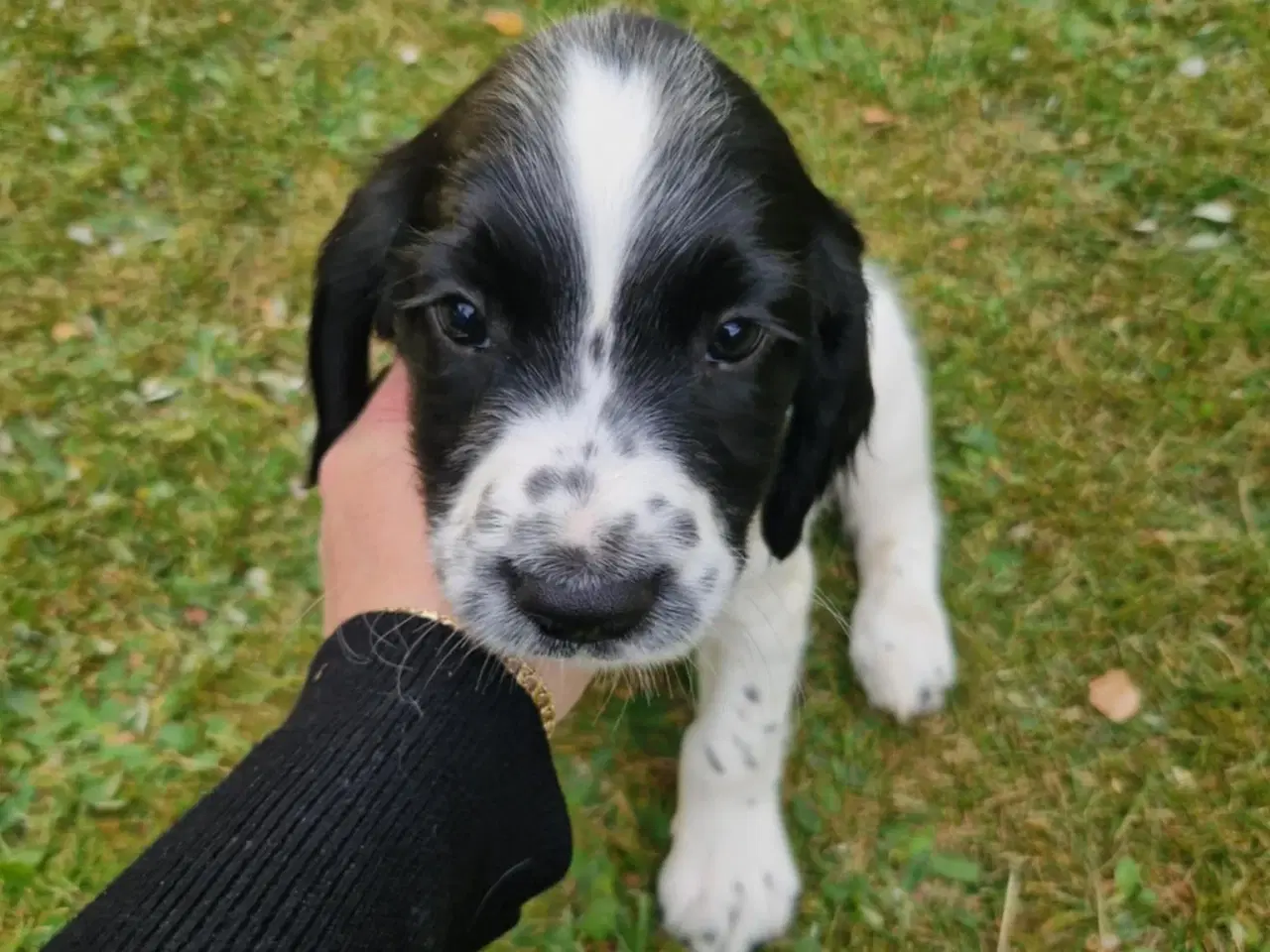 Billede 6 - Springer Spaniel 