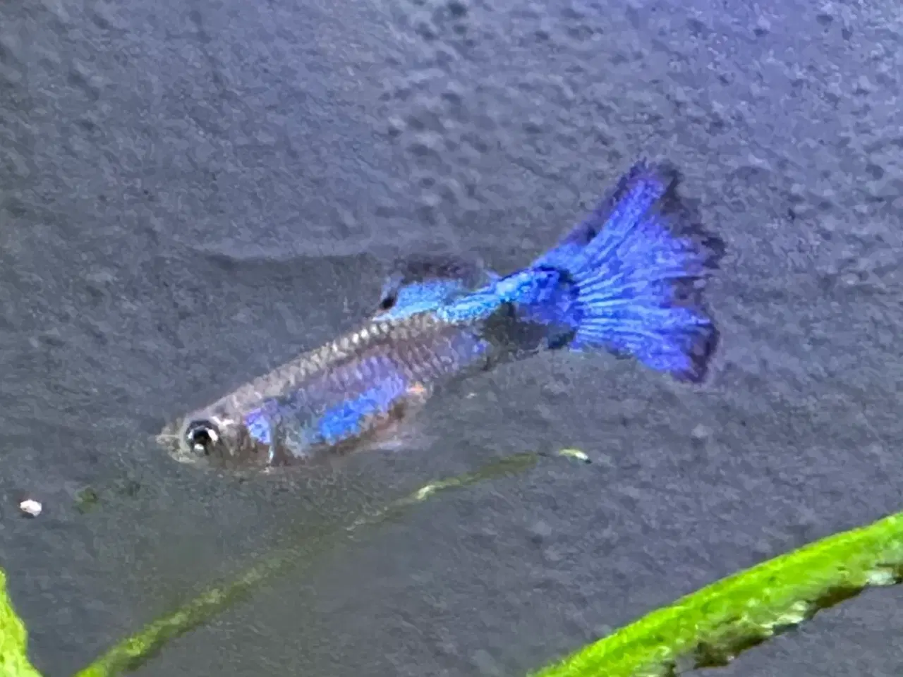 Billede 1 - Blue Neon Guppy renstammet yngel