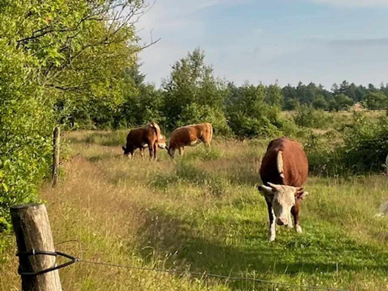 Billede 4 - Kødkvæg kvier hereford kryds