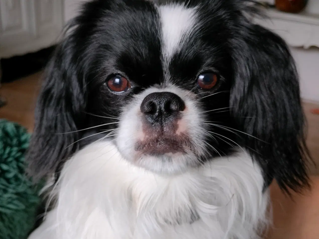 Billede 2 - Hund til avl