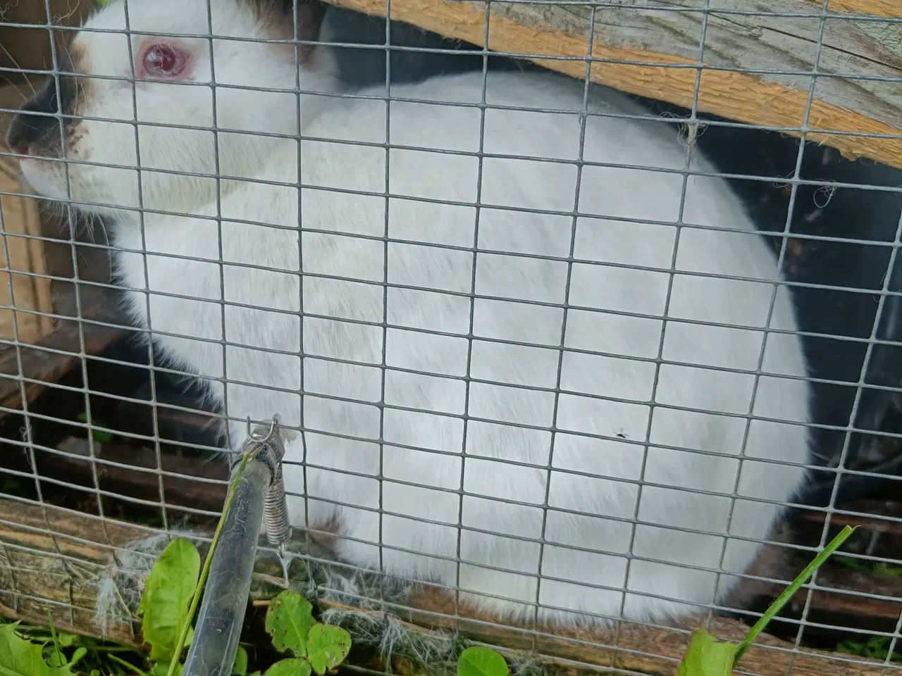 Billede 2 - Slagteklare kaniner 