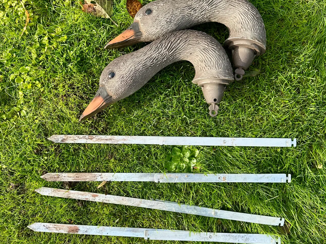 Billede 3 - Lokke ænder og gæs