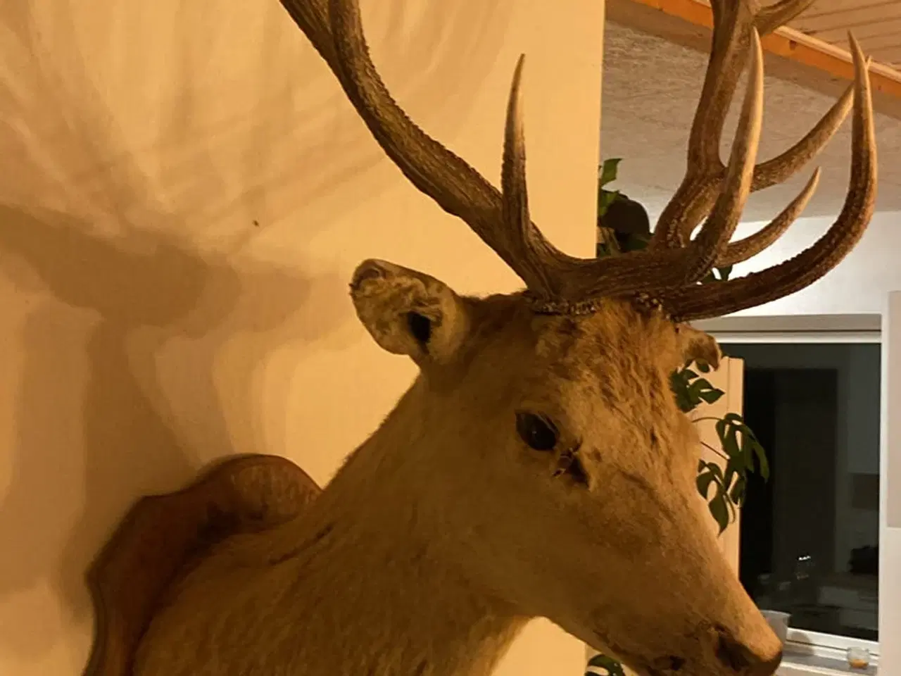 Billede 4 - Kronhjort på opsats