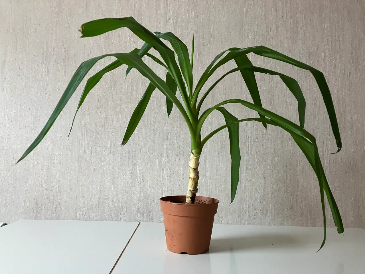 Billede 1 - Yucca palme
