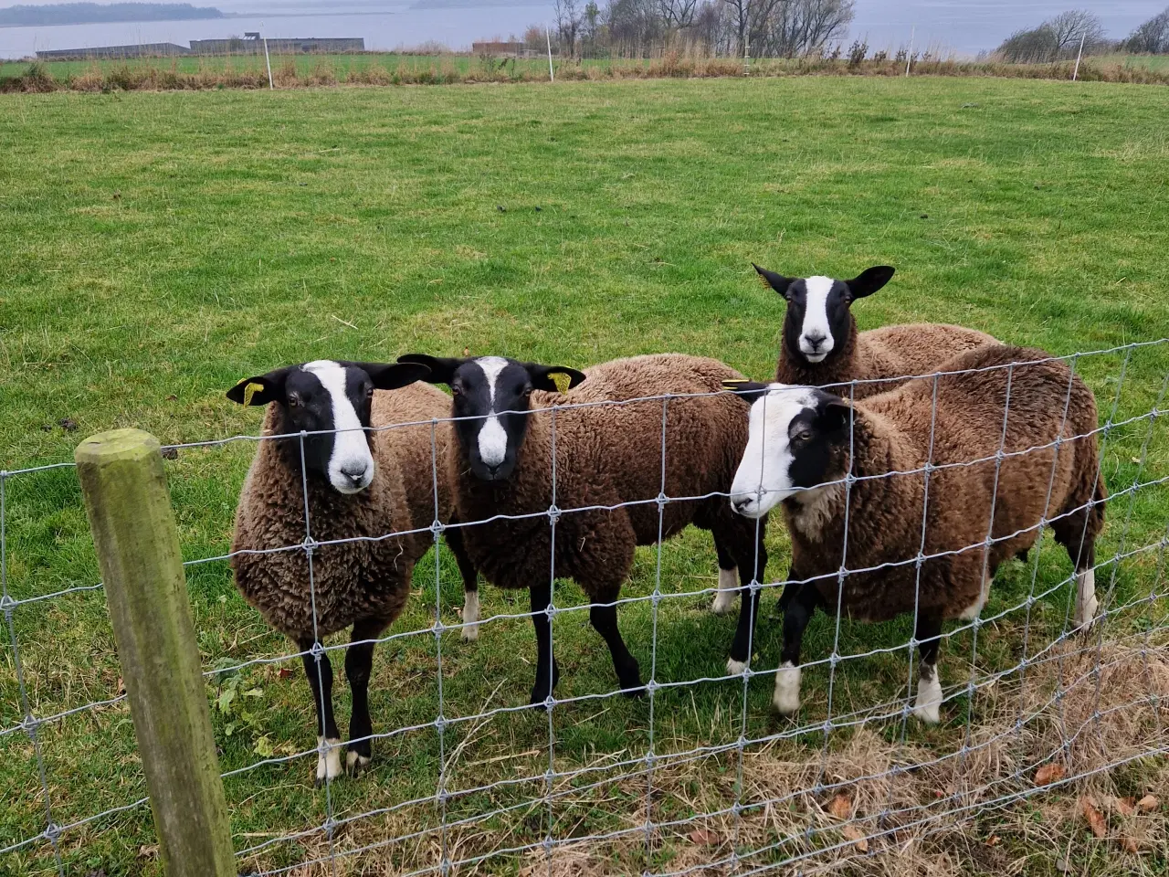 Billede 3 - Zwartbles vædder og gimmer lam M3