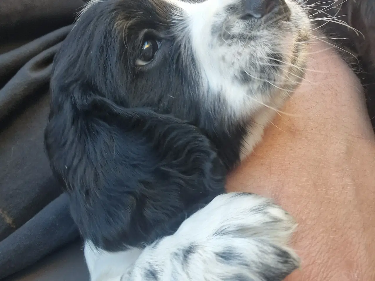 Billede 7 - Engelsk springer spaniel 