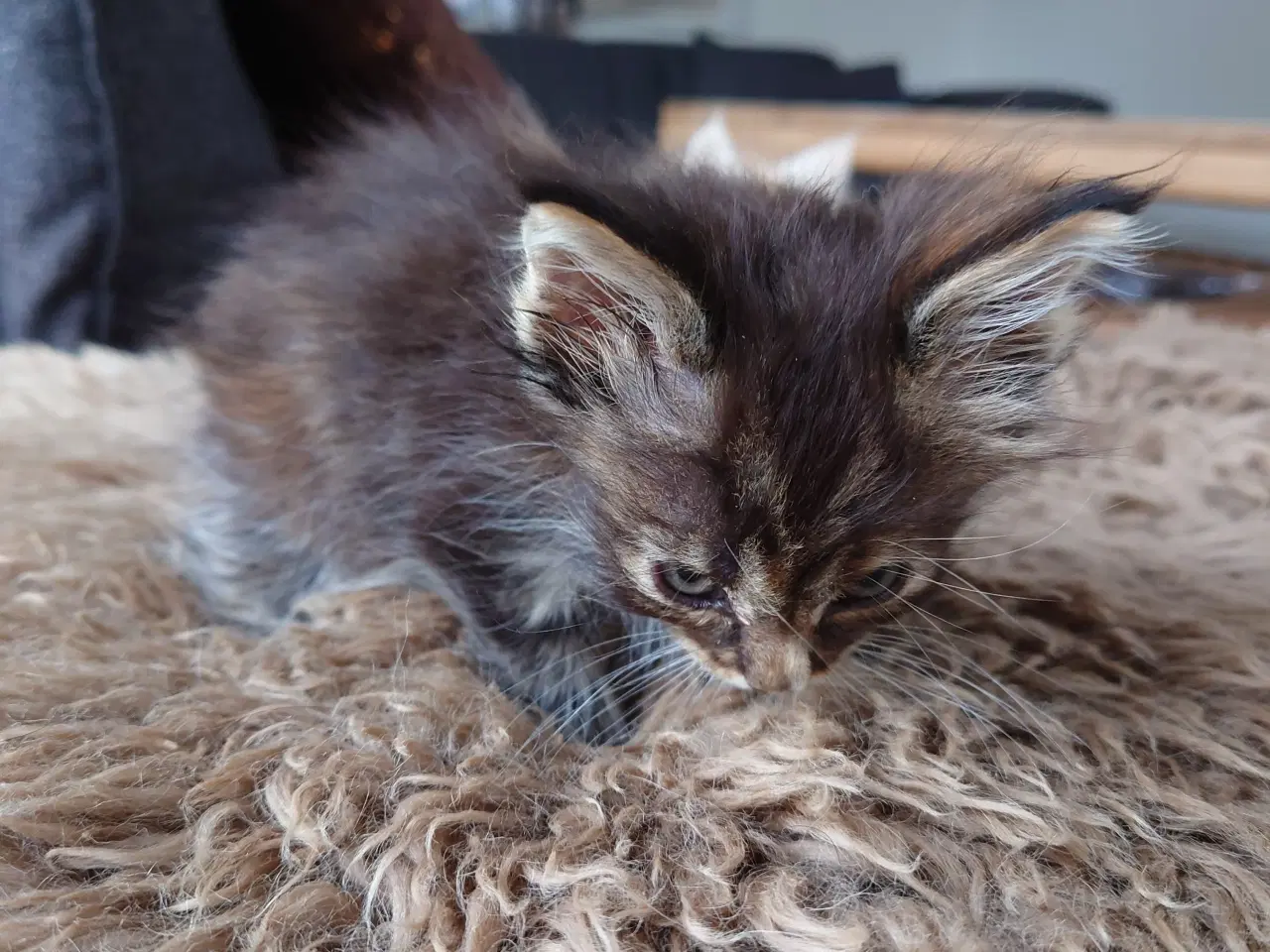 Billede 6 - Maine coon killinger, far ægte med tavle