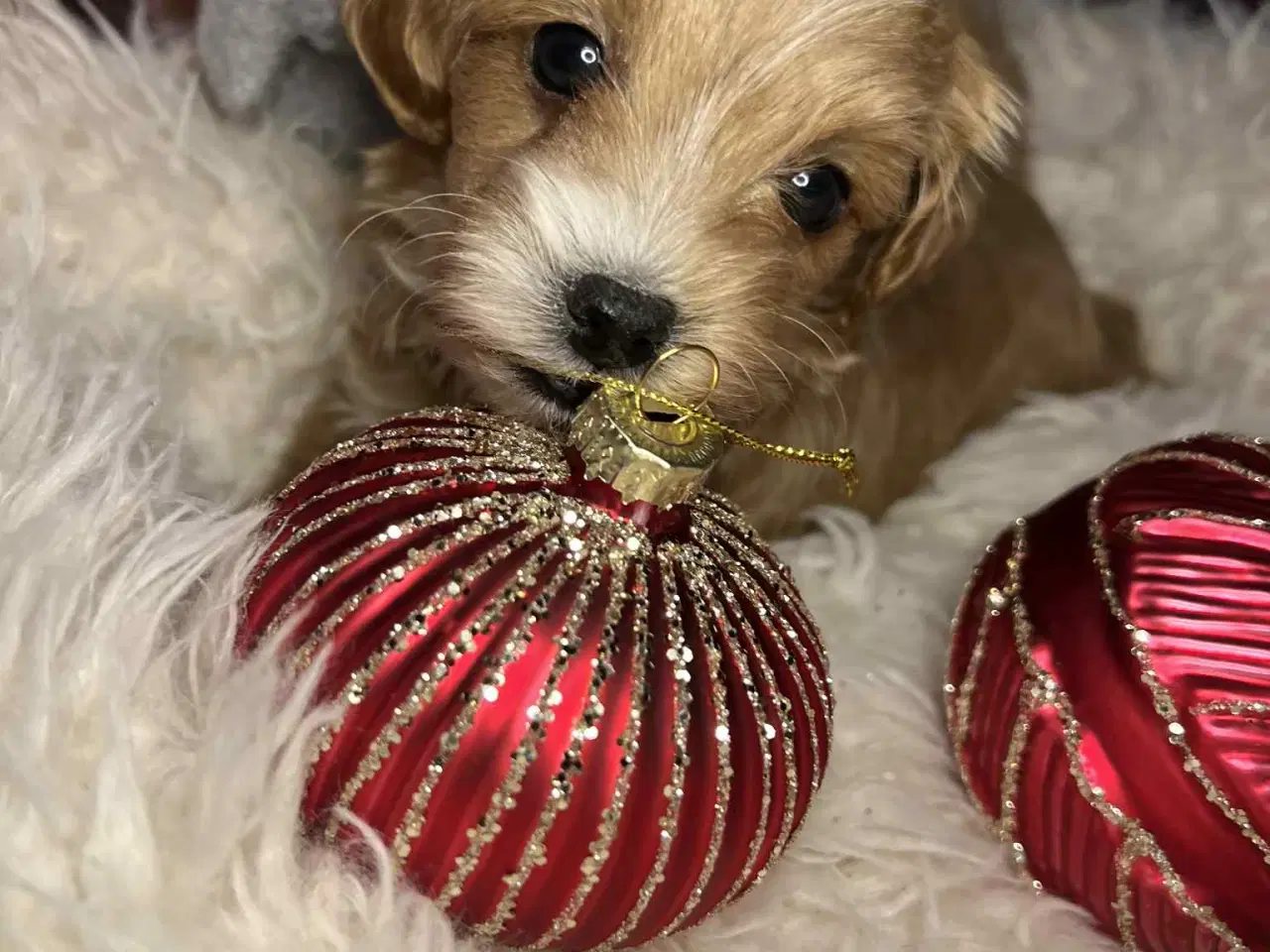 Billede 1 - Maltipoo 