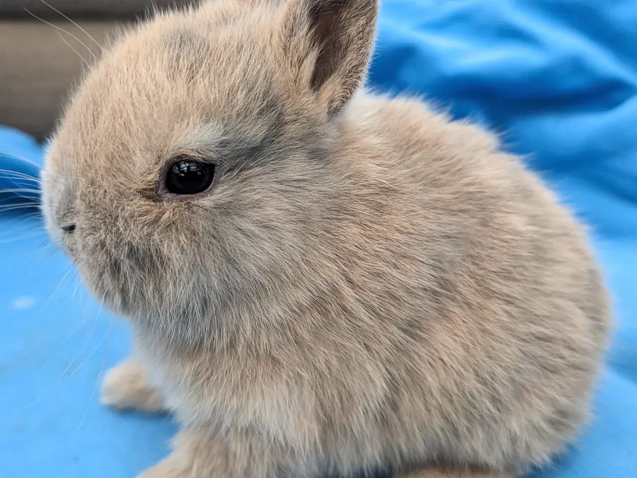 Billede 2 - Hermelin kaninunge sælges