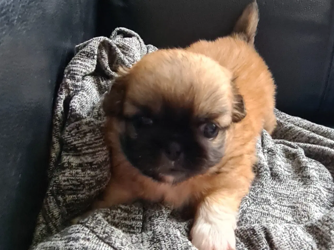 Billede 10 - Pekingeser piger