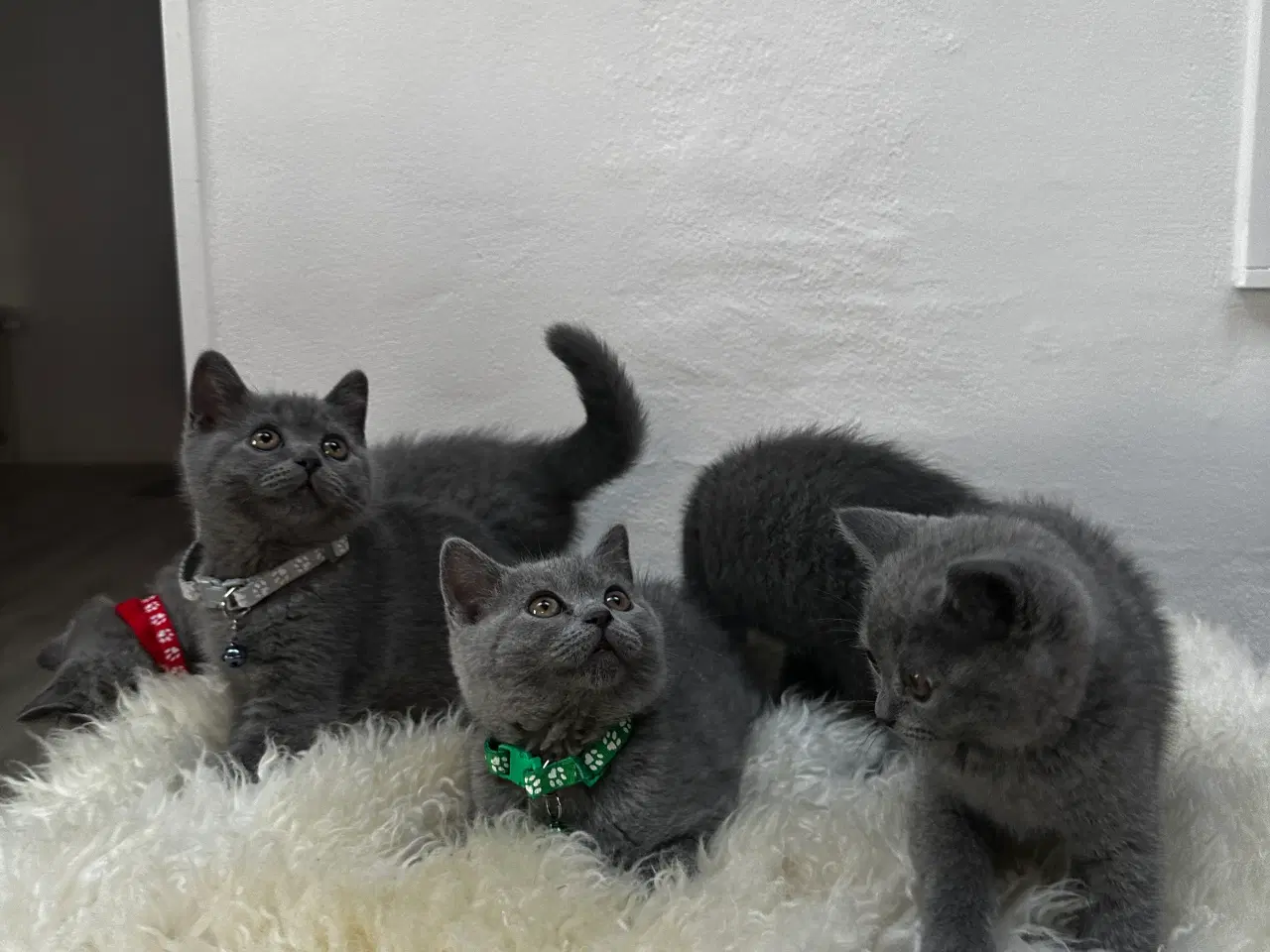 Billede 1 - ✨✨Salgsklare Blue British Shorthair killinger✨