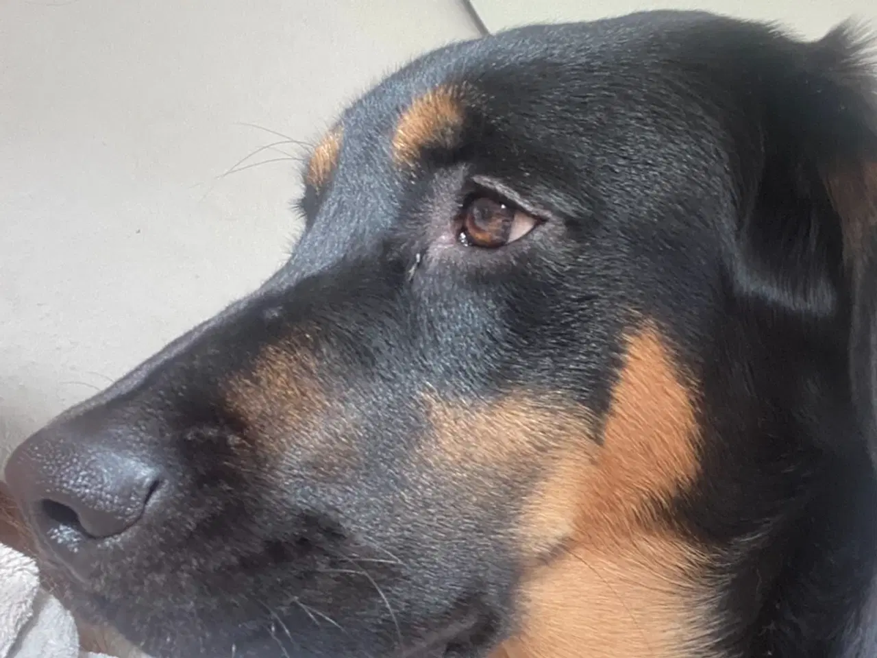 Billede 2 - Golden retriever / rottweiler hund