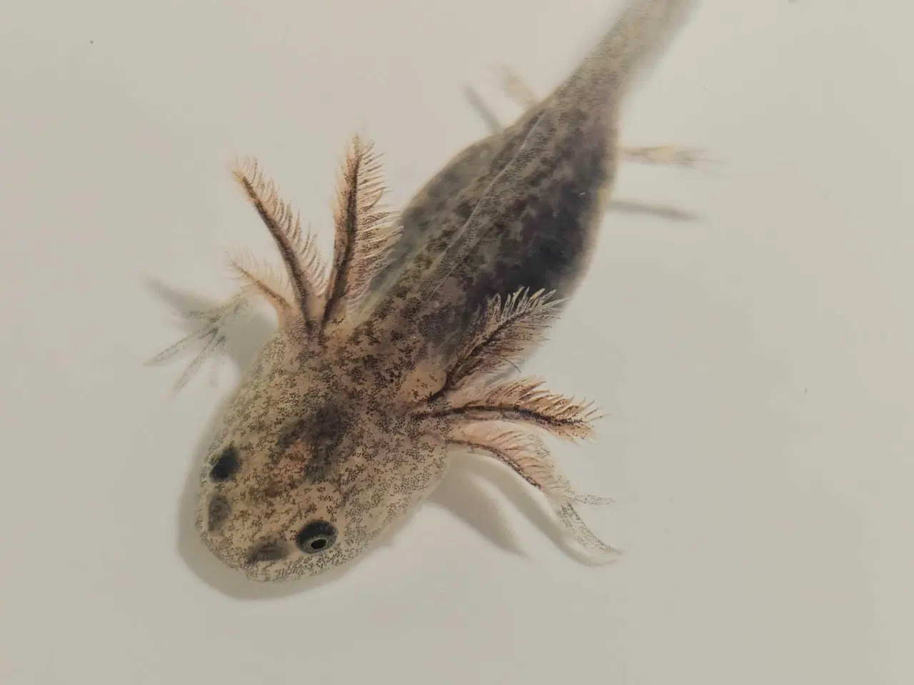 Billede 1 - Axolotl unger