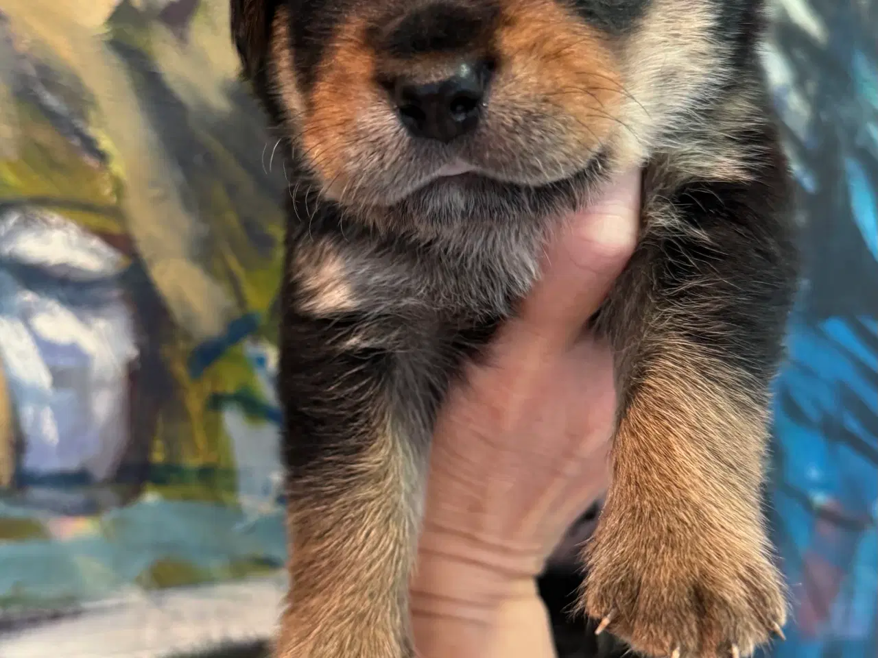 Billede 19 - Golden Retriever & Rottweiler mix
