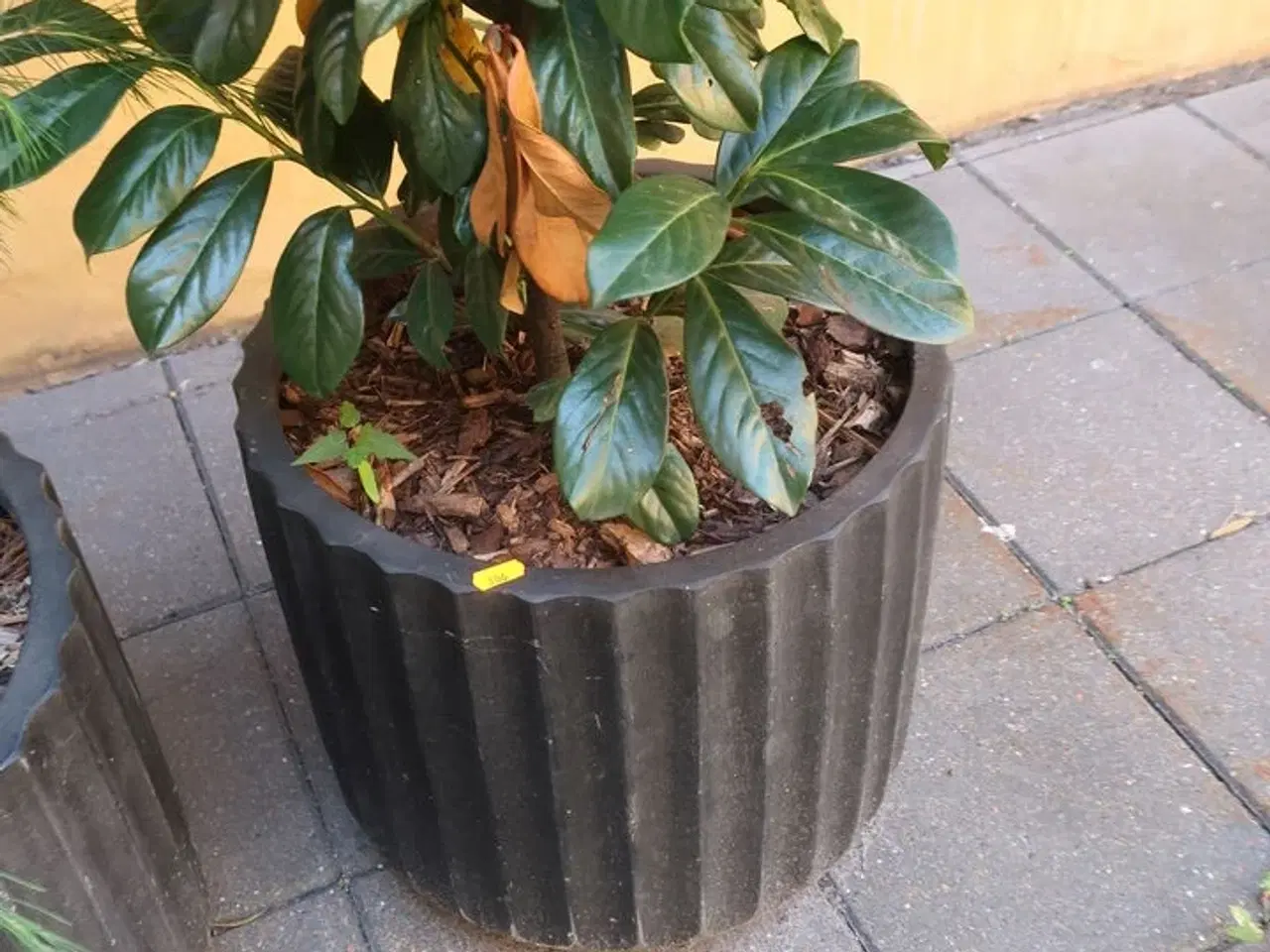 Billede 3 - Plante