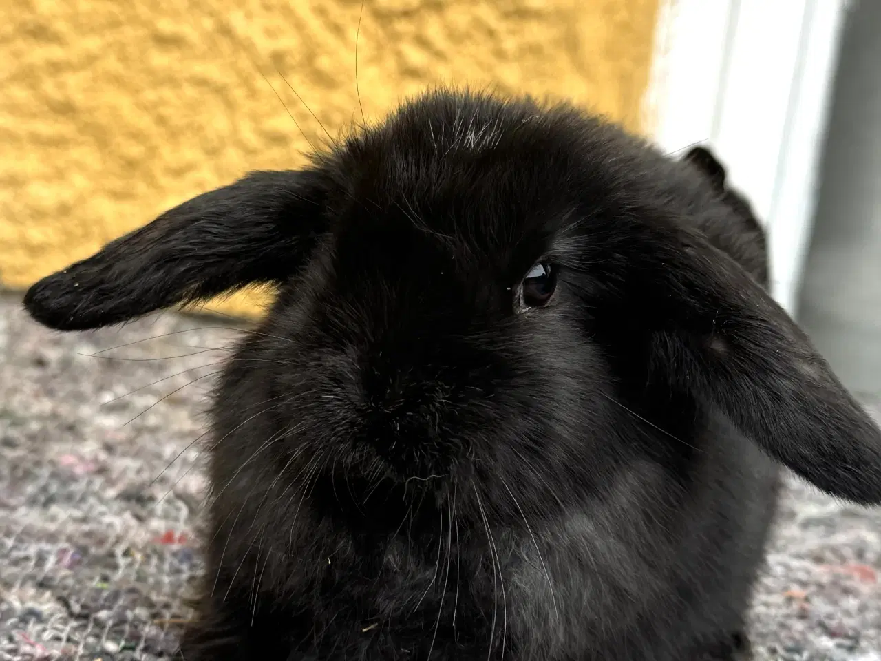 Billede 4 - Han Dværgvædder unger sælges 