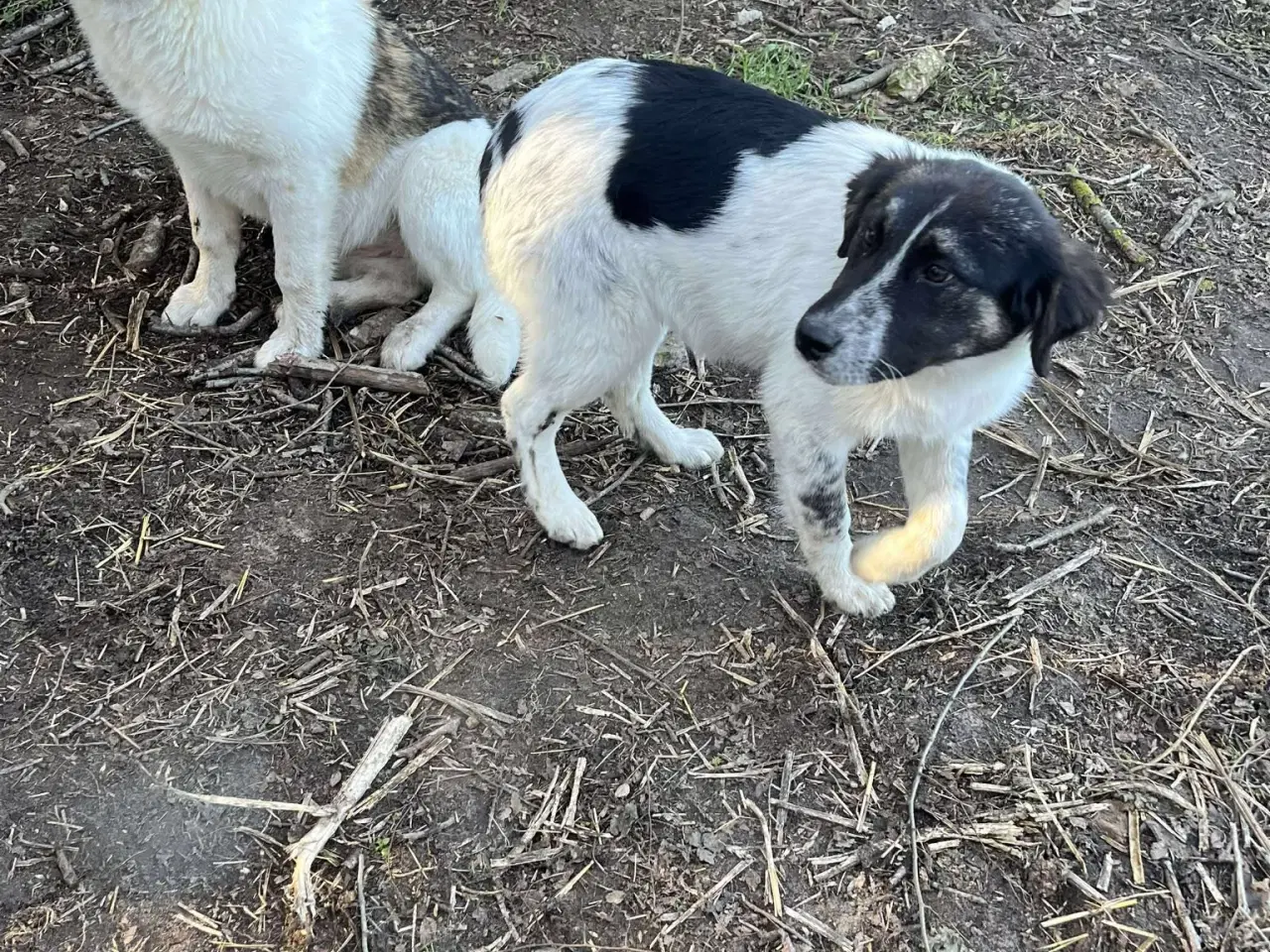 Billede 7 - Savannah drømmer om et hjem 🩷